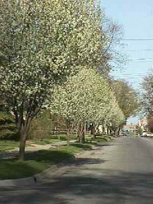 Midland St Trees May 1999
