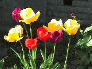 May 1999 tulips
