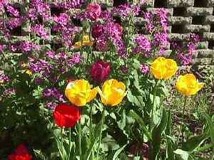 Tulips 1999